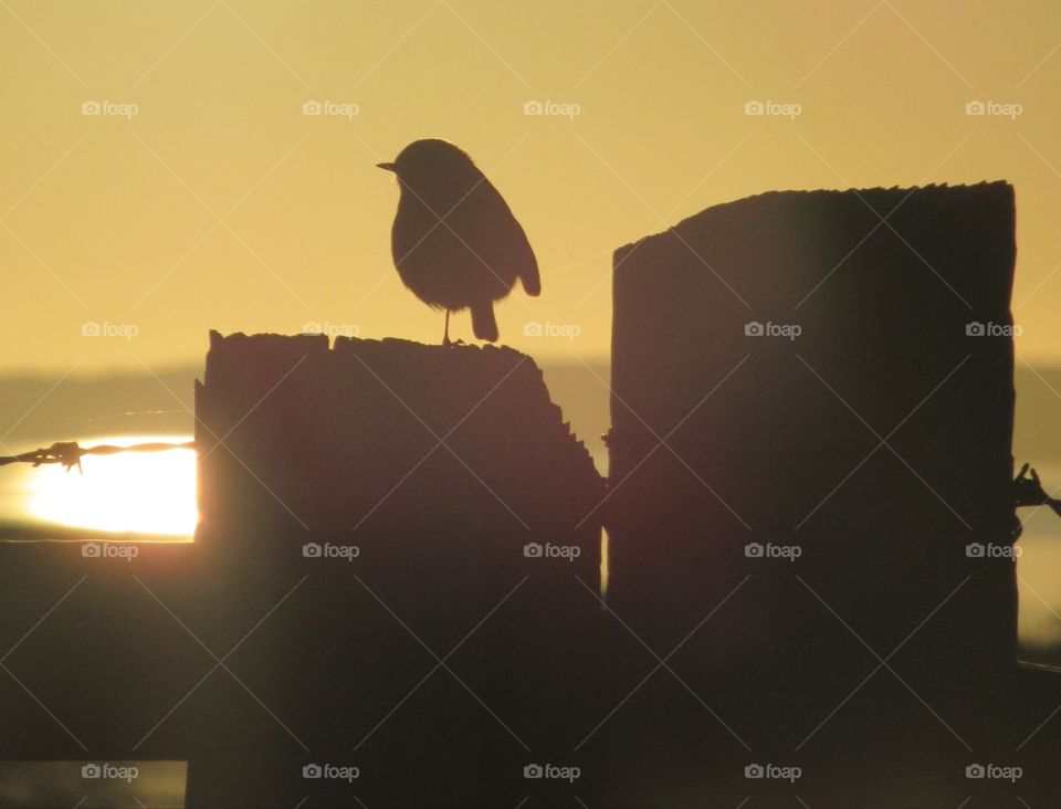 A Robin's silhouette while he is perched on a fence at sunset with the sea shimmering in the background