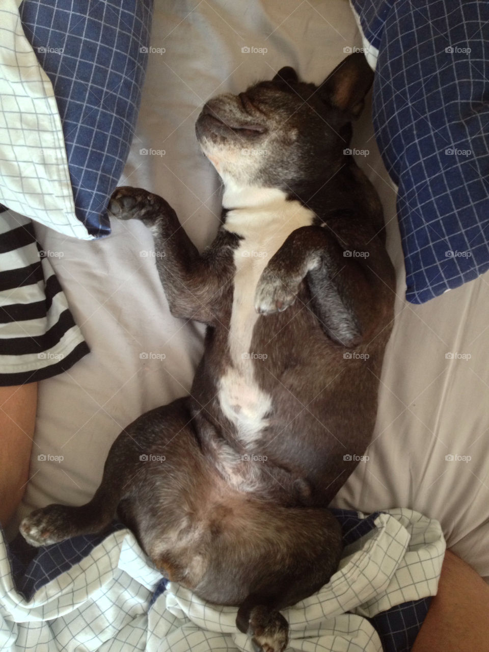 sleeping bed tired bulldog by toox