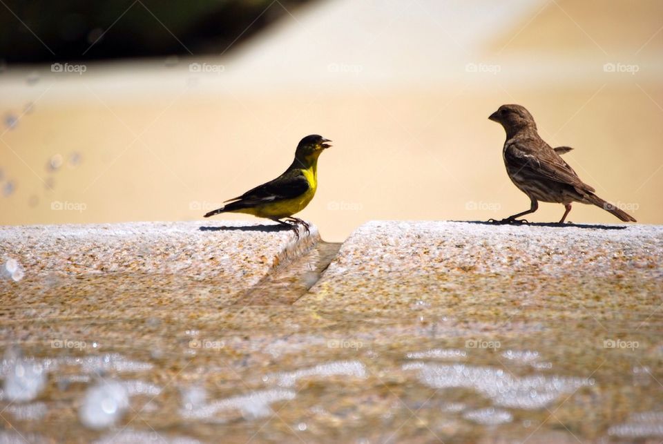 Birds conversation
