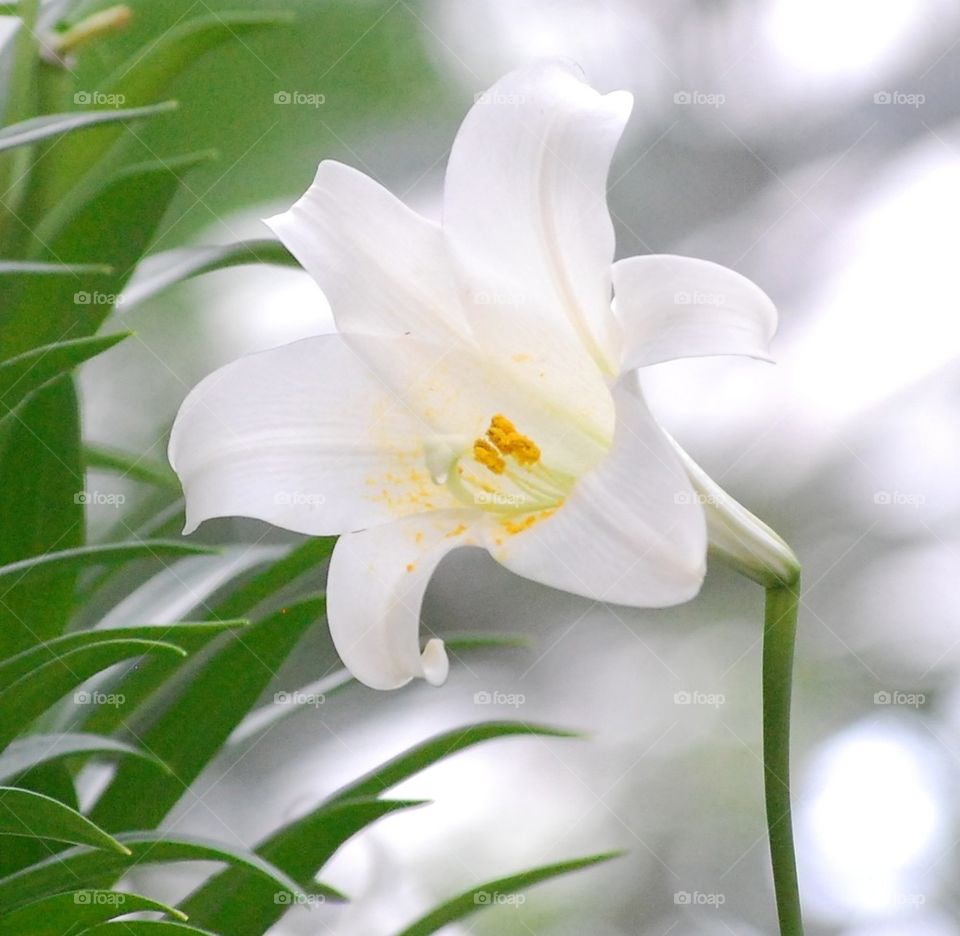 Easter lilies 