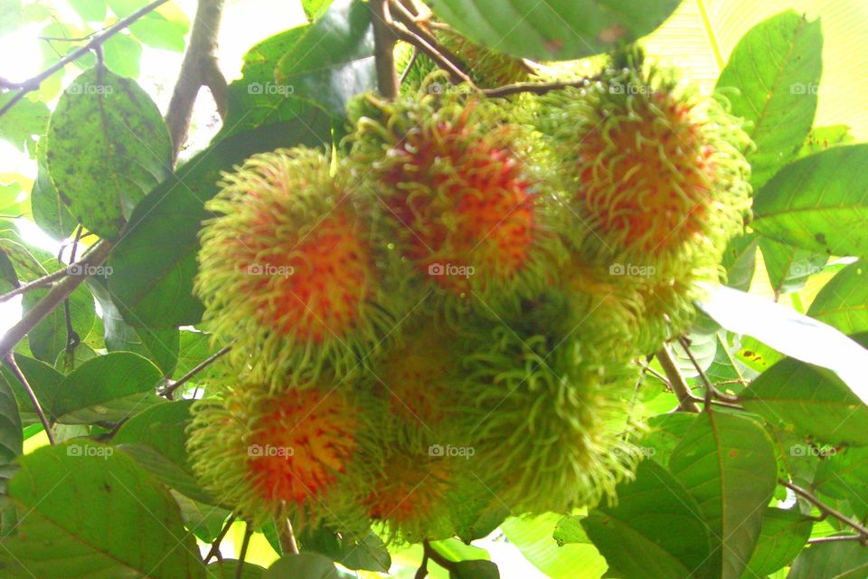 Fresh rambutan fruits on tree