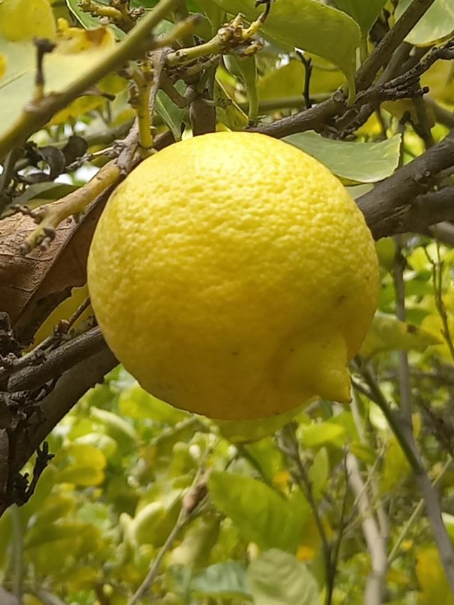 citrico