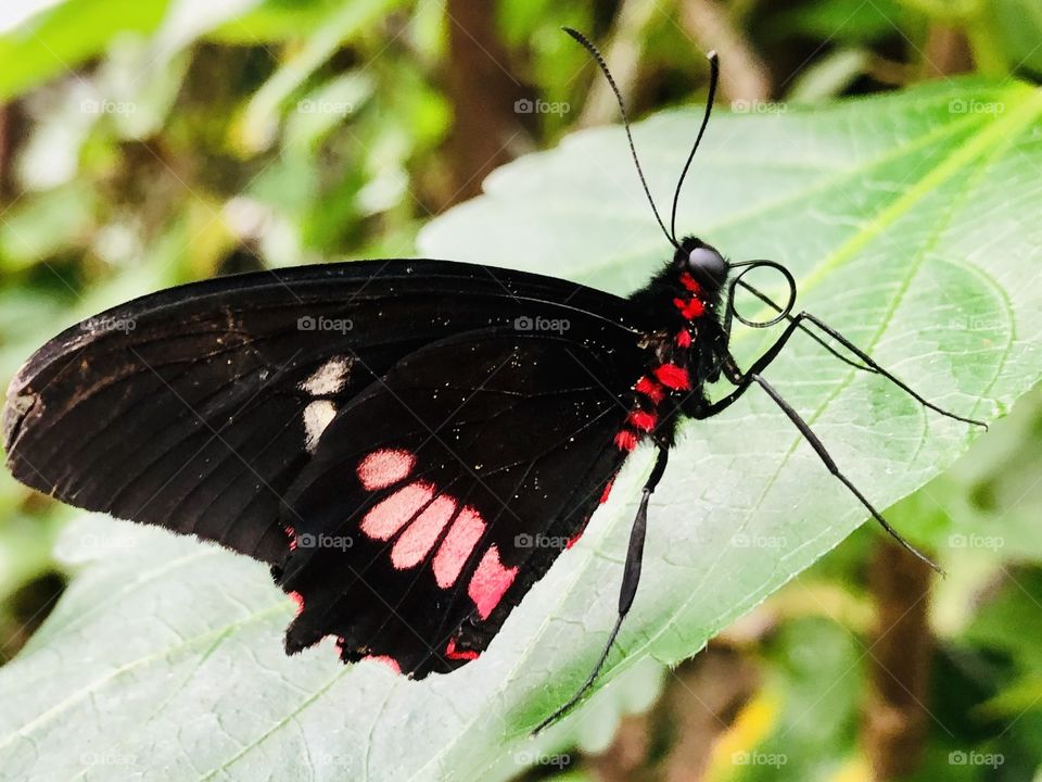 Beautiful Black Butterfly 