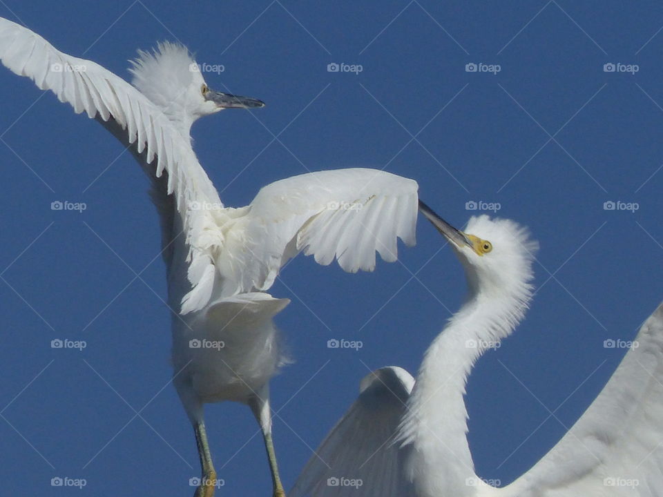 Snowy egrets standing off