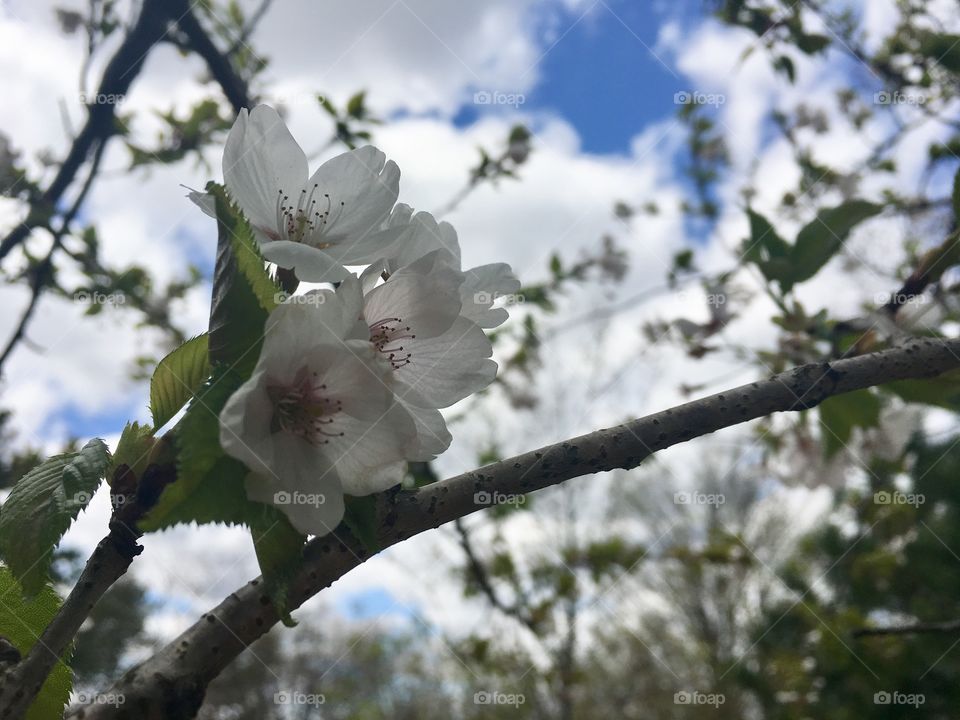 Cherry blossoms