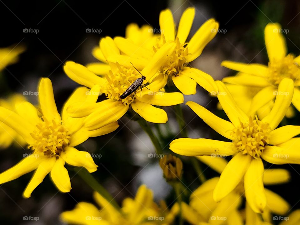 Yellow flowers with small black insect