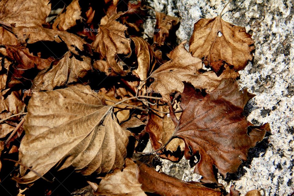 Dried Autumn Leaves