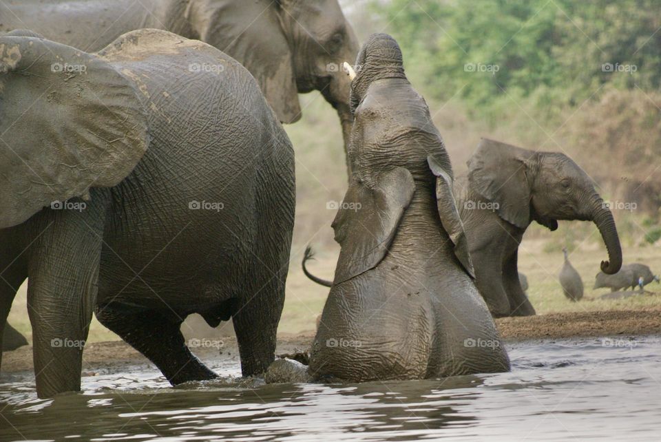 An elephant playing in the water hole 