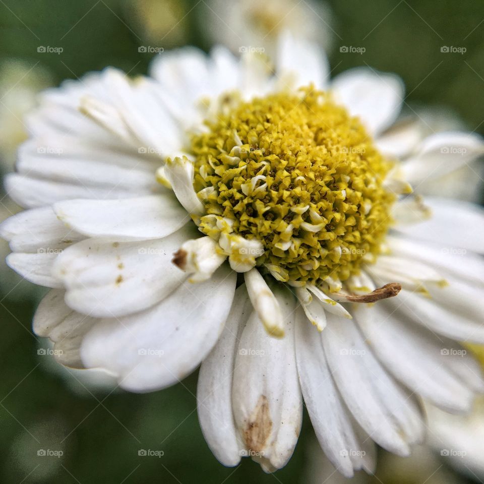 Summer flowers  just starting to look a little tatty ... Autumn is coming  🍂 🍃🍁