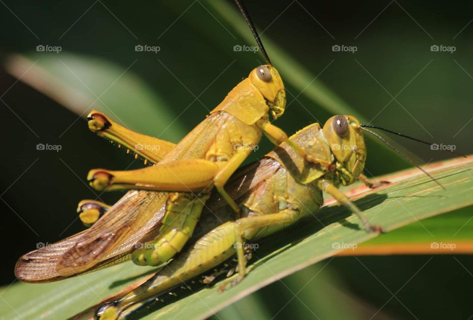 Mating . Short - horned grasshoper mating at the side of river . Microhabitat using is on the long leaf category which i don't understand the name . Yellow's colour combined with little greenish of grass, but there's only tasted colour of it.