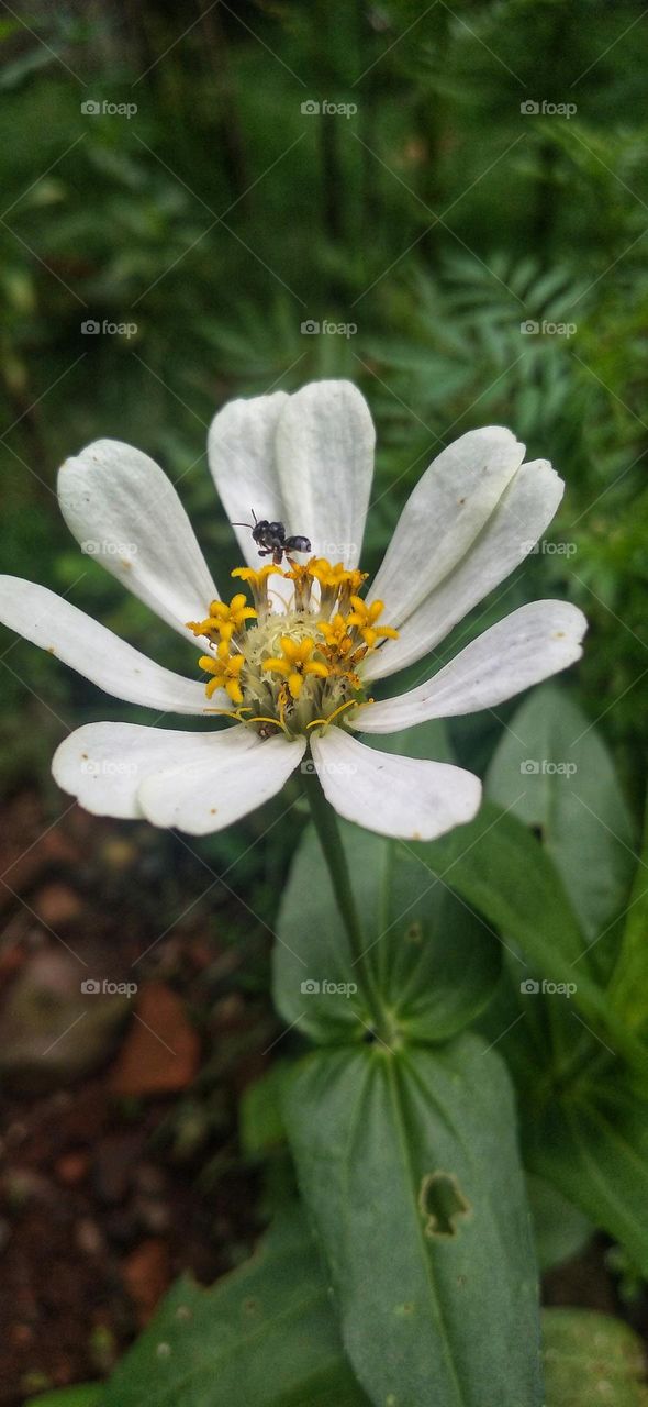 A little bee perched on a beautiful white flower