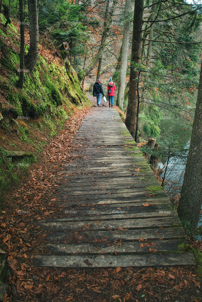 Forest walk