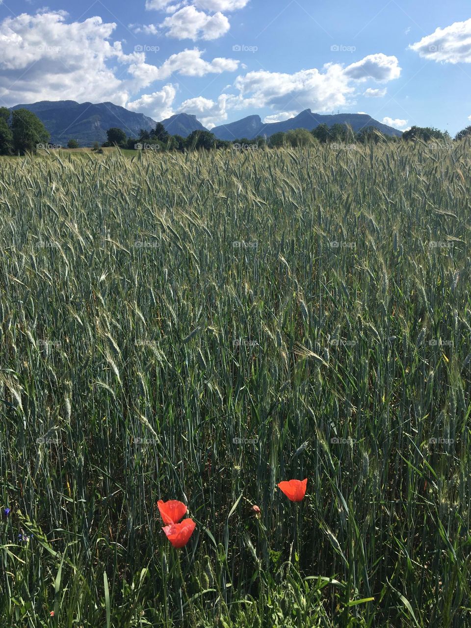 Meadows with mountains and clouds