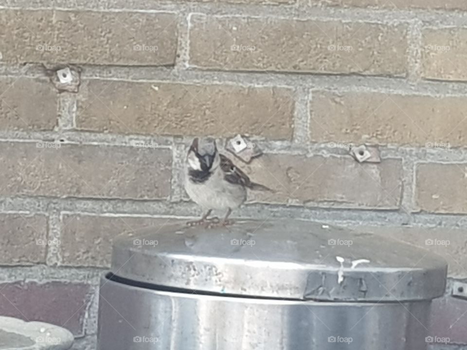 A Sparrow, Sparrows are brownish birds with a rather thick beak. In the sparrow family you count 49 different species Sparrows.