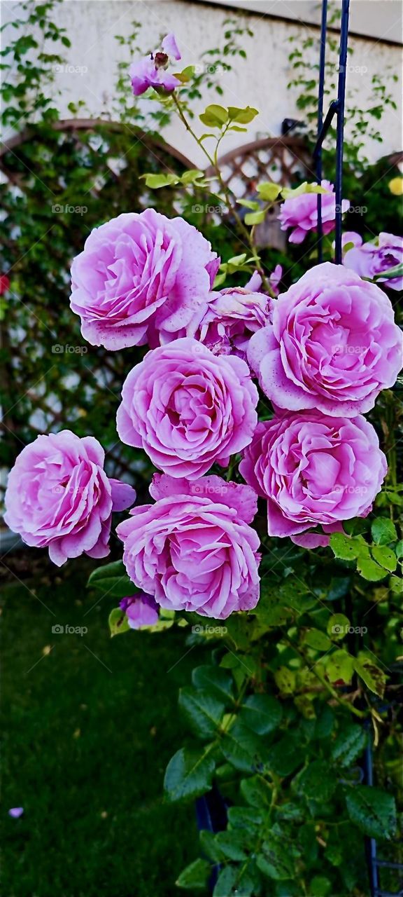 A lush big beautiful bouquet of pink roses grows in the garden of the one story house in “Lower Bavaria”, Germany that we have visited many times before. 2024. Hypnotic Productions