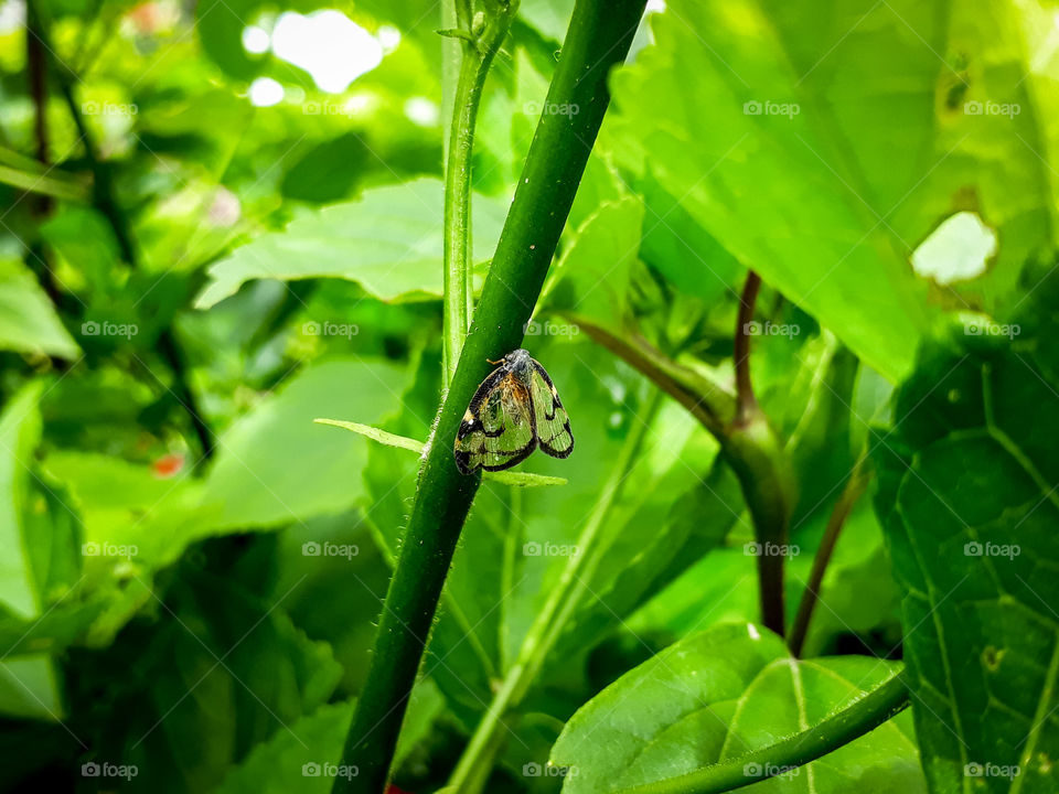 An unknown species of flying insect perching on a plant stem...