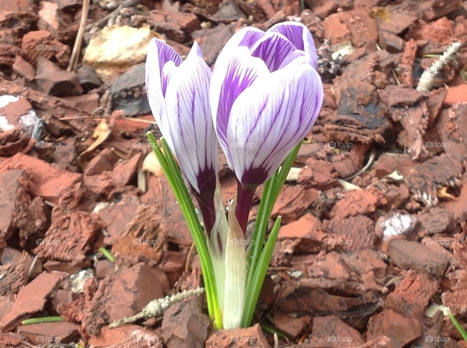 First signs of Spring, Spring crocus flower.