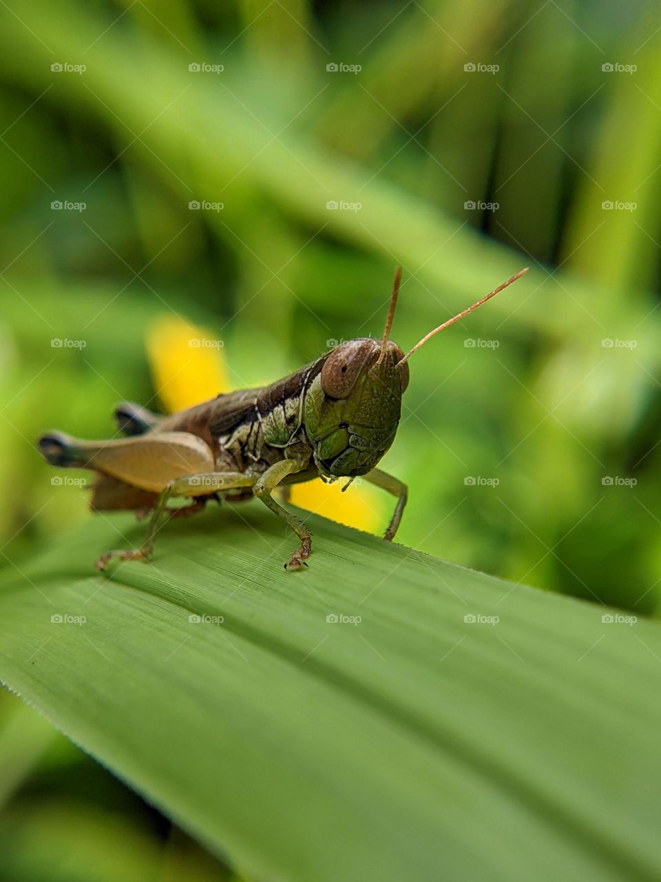 grasshopper