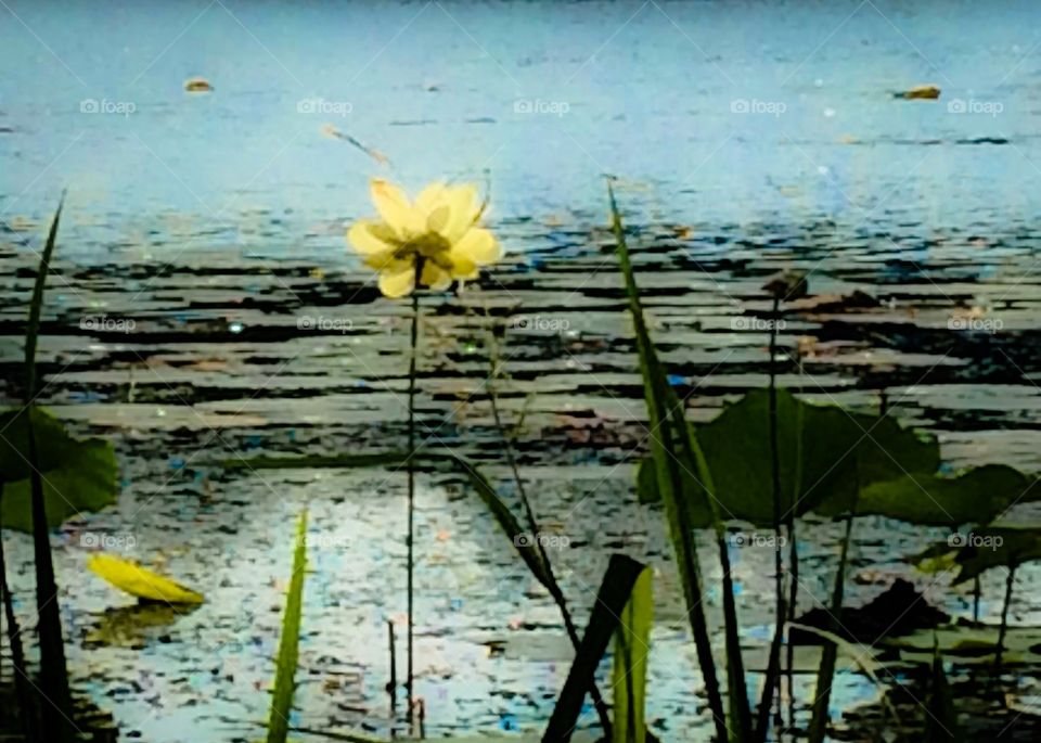 Yellow flower on water