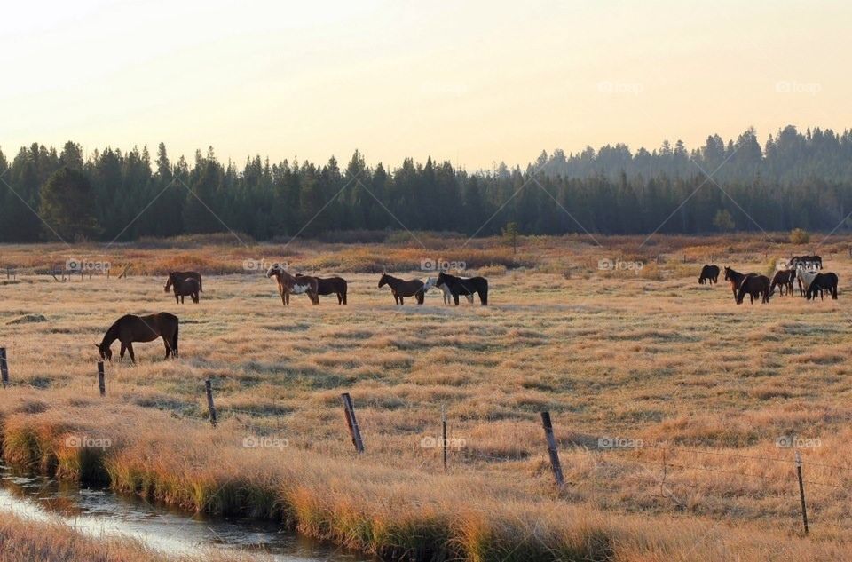 Idaho horses 
