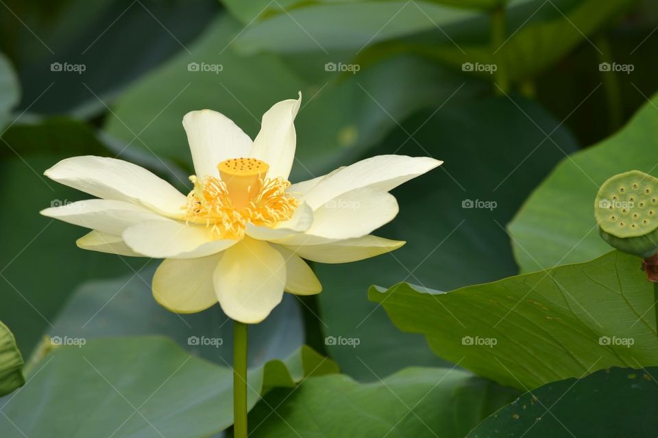 Pond flower