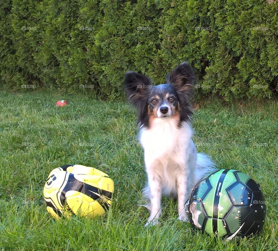 A papillon dog sitting by two soccer balls.