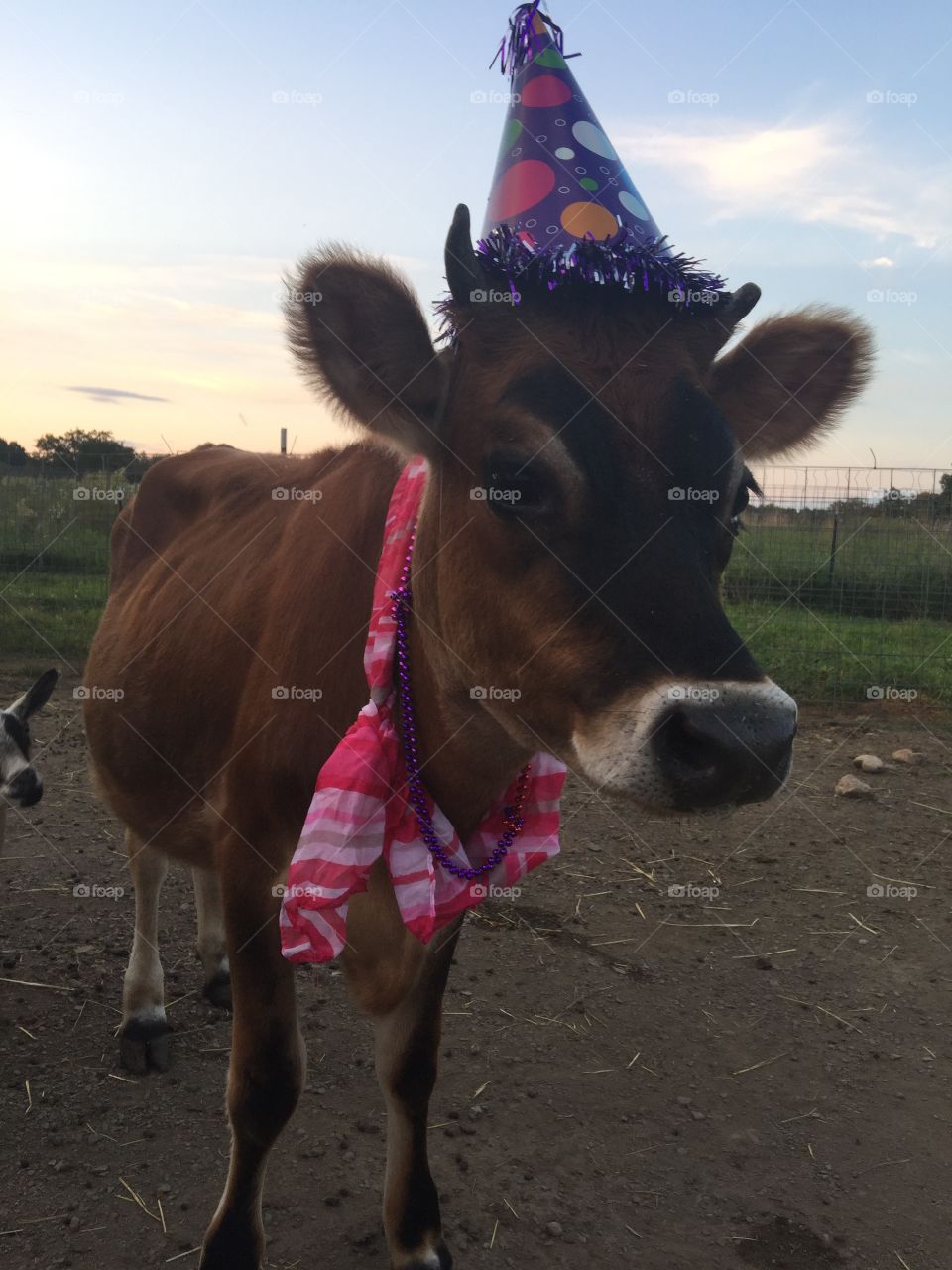 Birthday cow