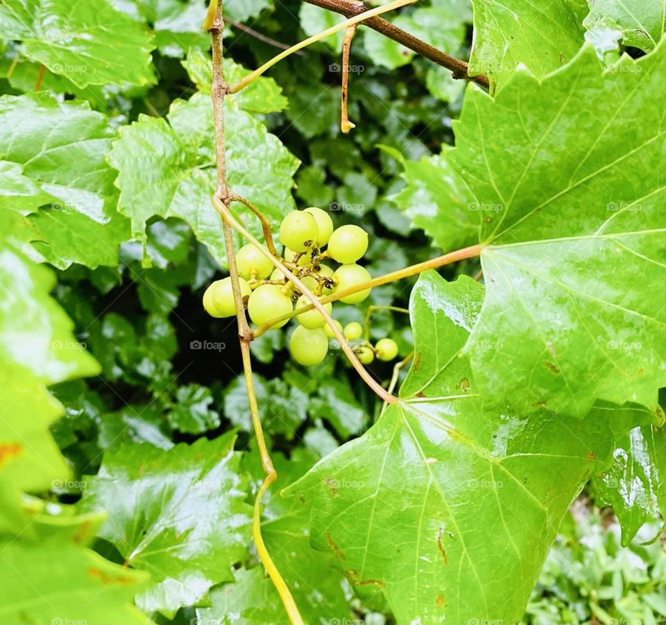 Muscadine vine showing it’s green muscadines before eventually turning a beautiful dark purple when ripe and ready to enjoy. 