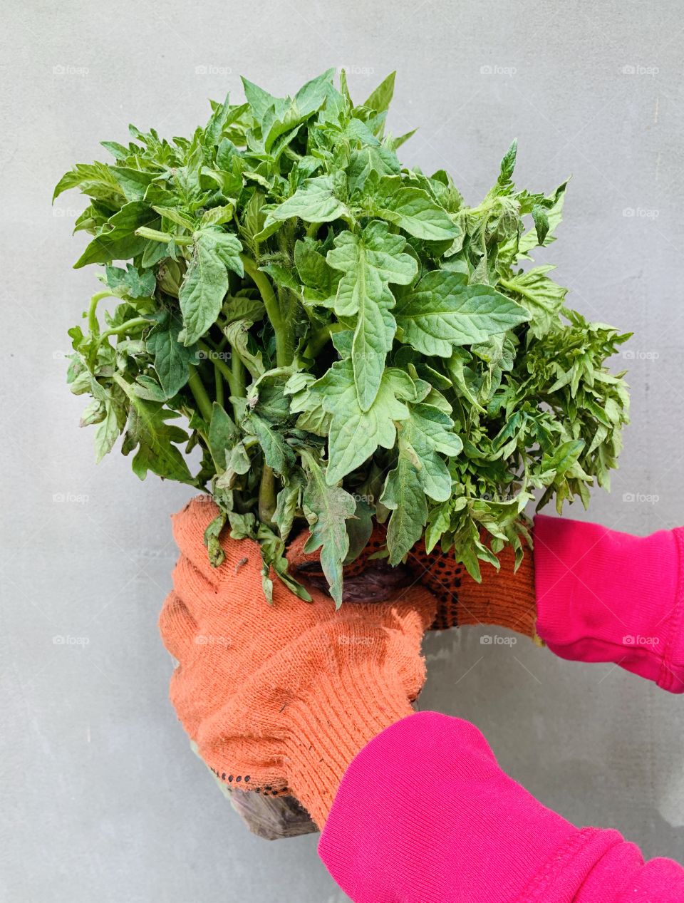 Seedling of tomatoes in gardener hands, growing vegetables 