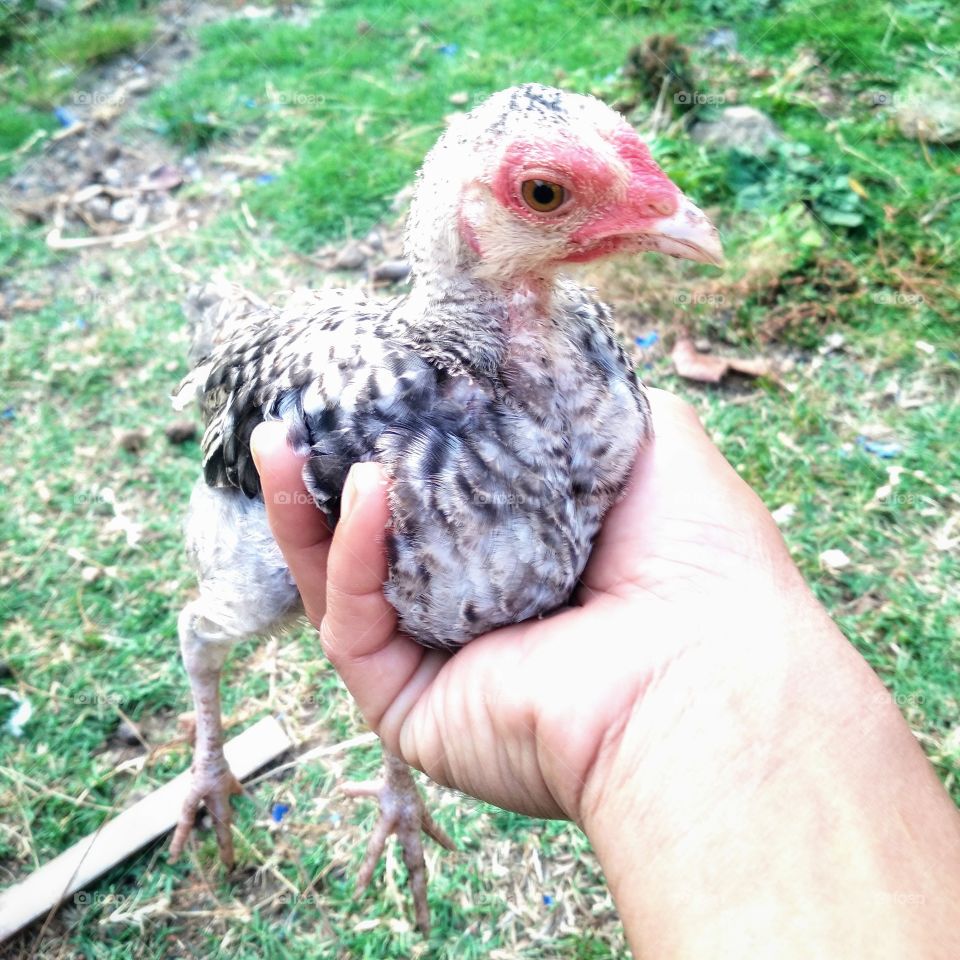 Cute and tame chicks