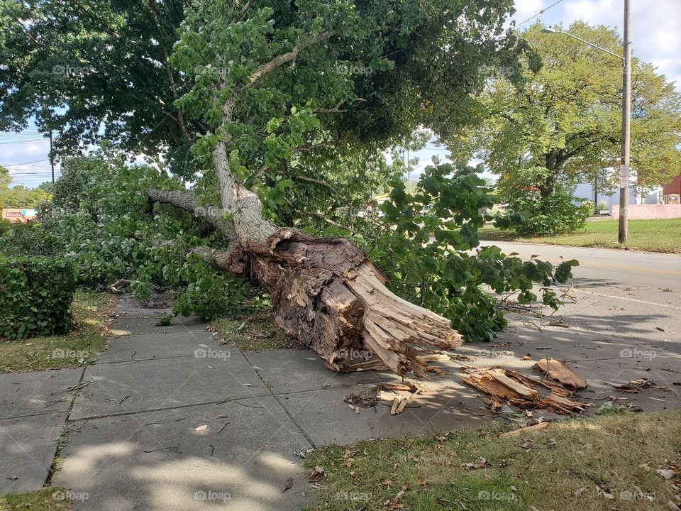 Fallen Tree after Storm