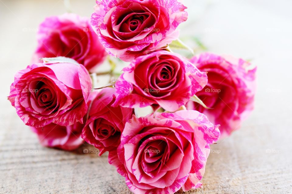 Pink roses 