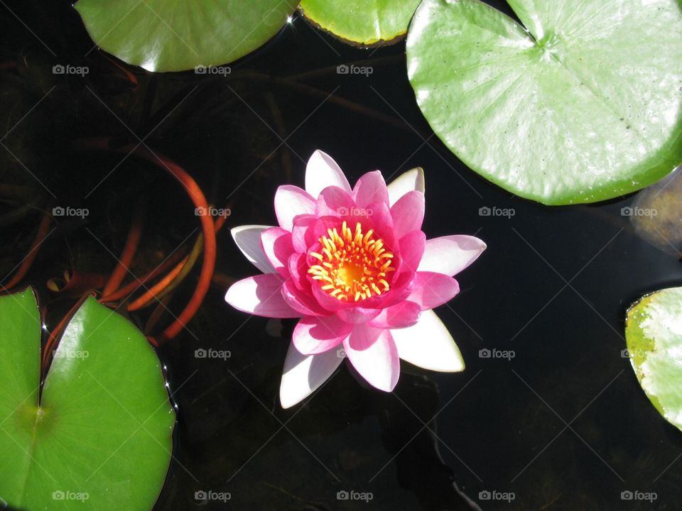Pretty in Pink Water Lily