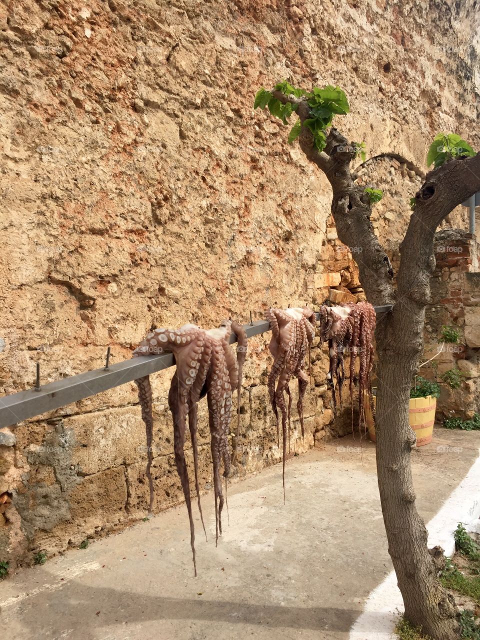 Drying octopus 