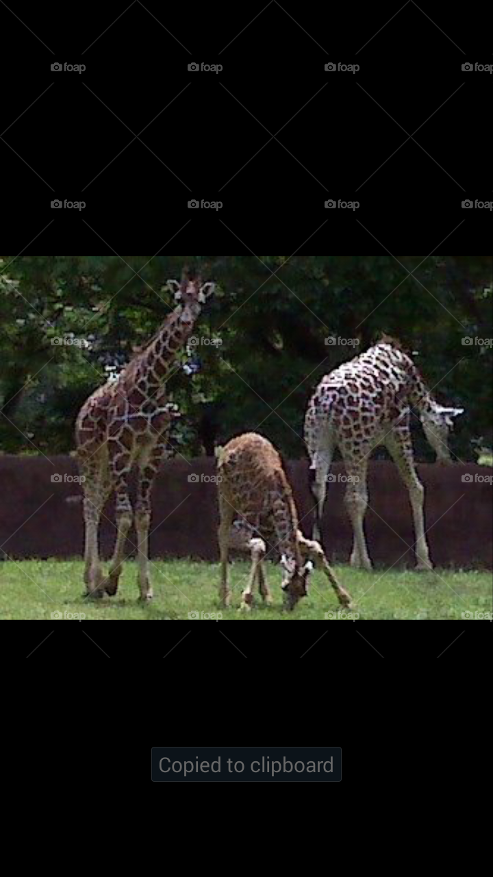 Giraffes1