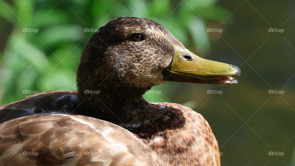A close up of a duck