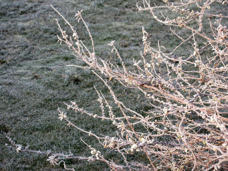 frosty branches