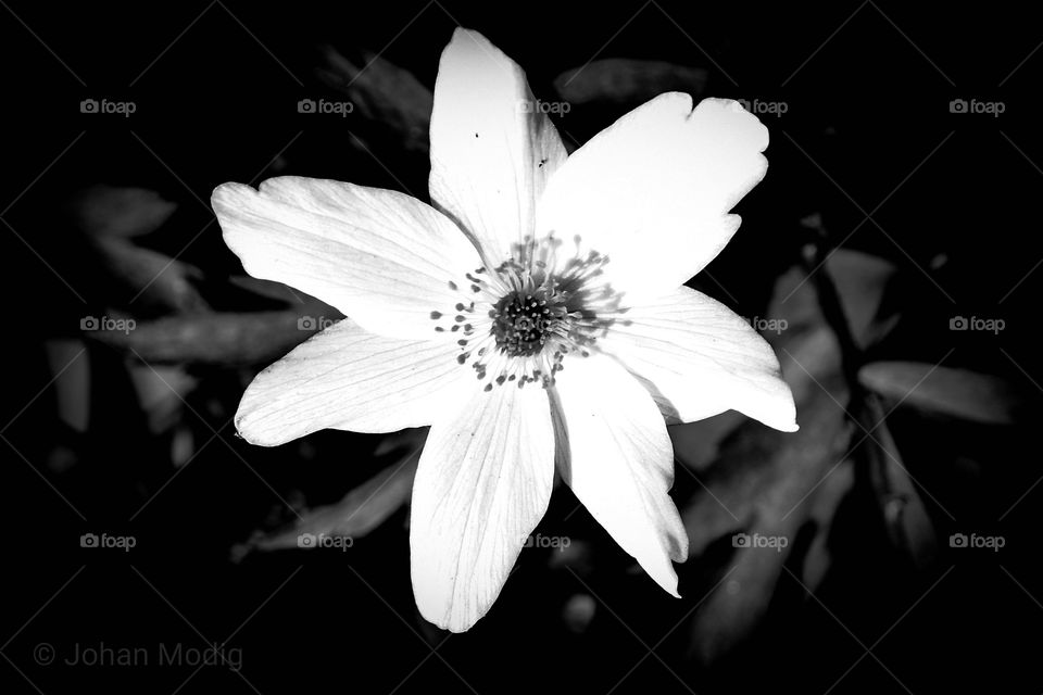 white flower in B&W