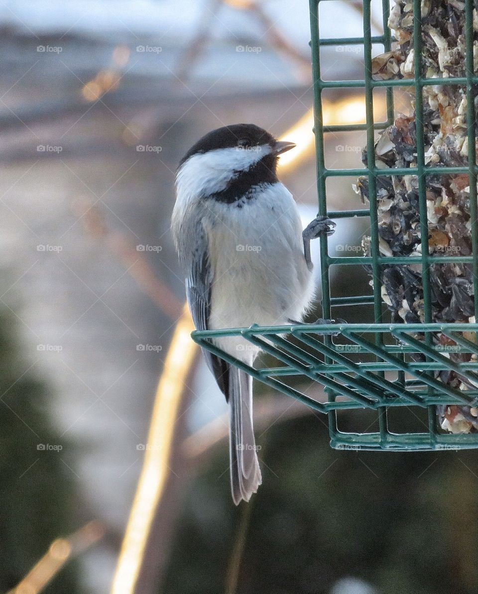 In my Yard Chickadee