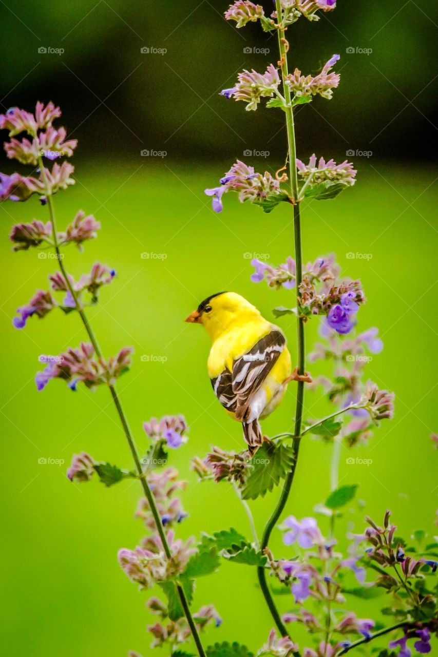 Goldfinch 
