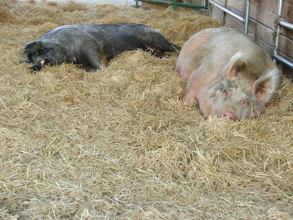 Sleeping Pigs. It was a hot day