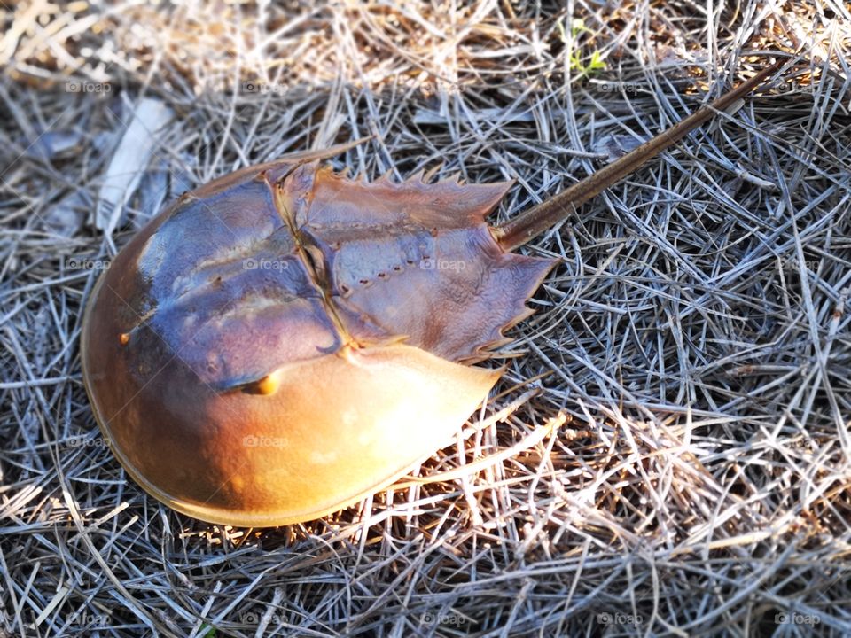 horseshoe crab on grass