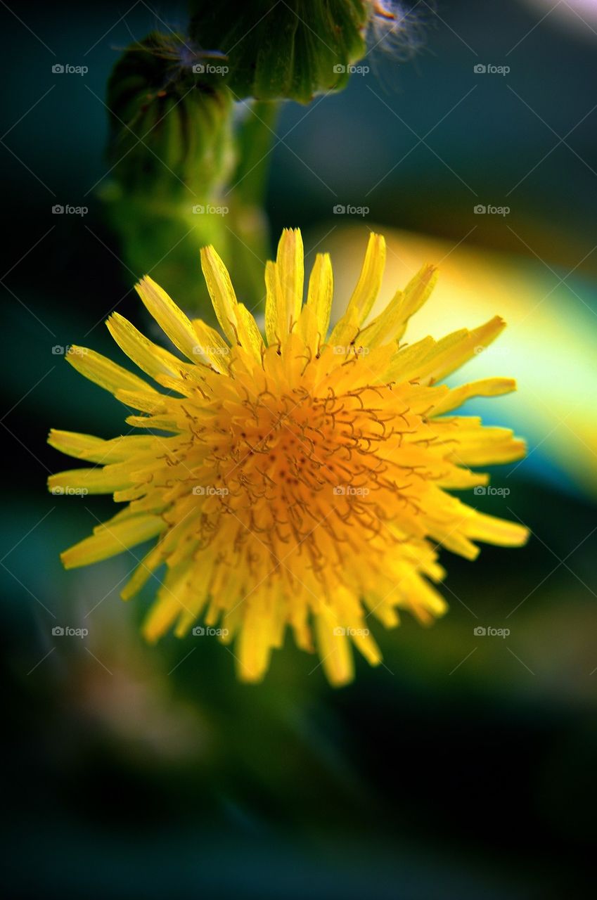 Yellow flower