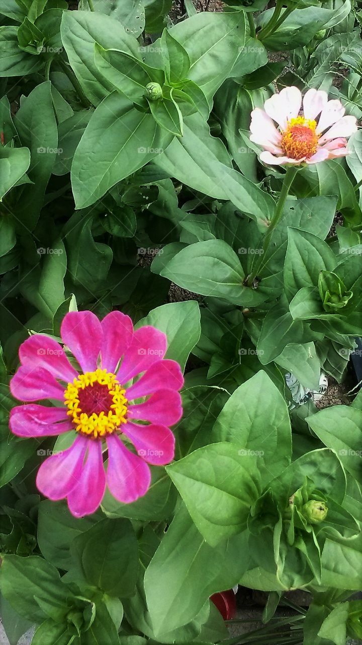 Zinnia flowers