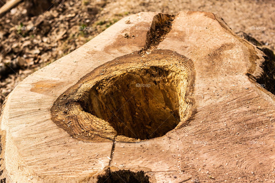 Tree stump