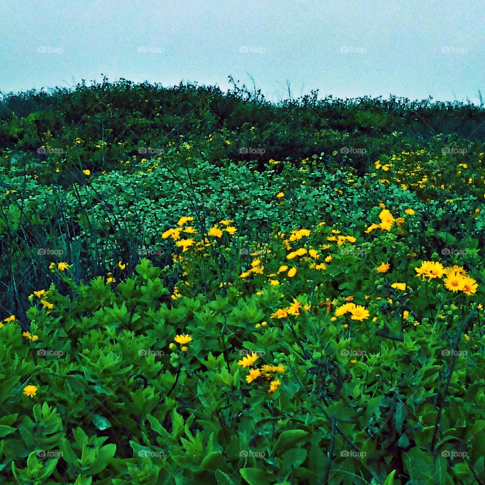 Yellow Flowers On Sand Dunes