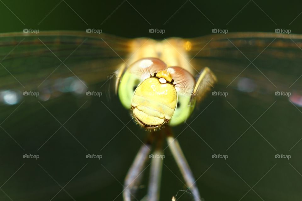 Extreme close-up of dragonfly