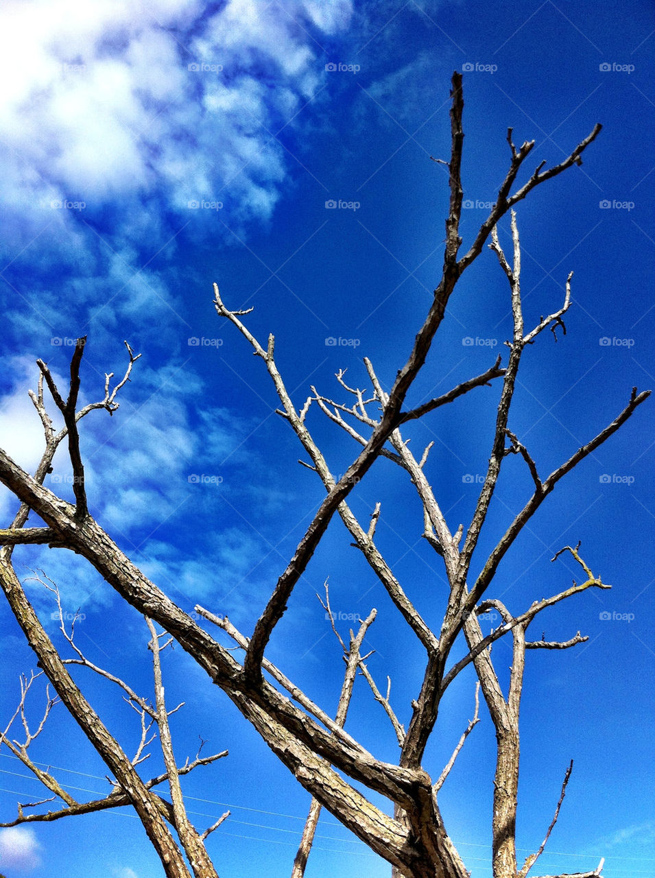 branch clouds dead tree sky by king