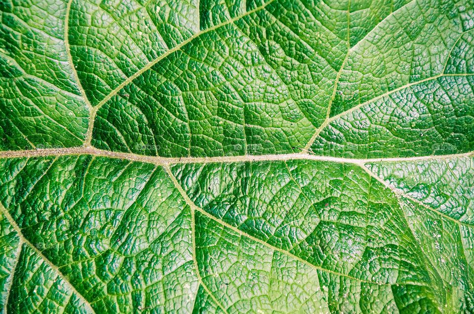 Leaf texture close up.