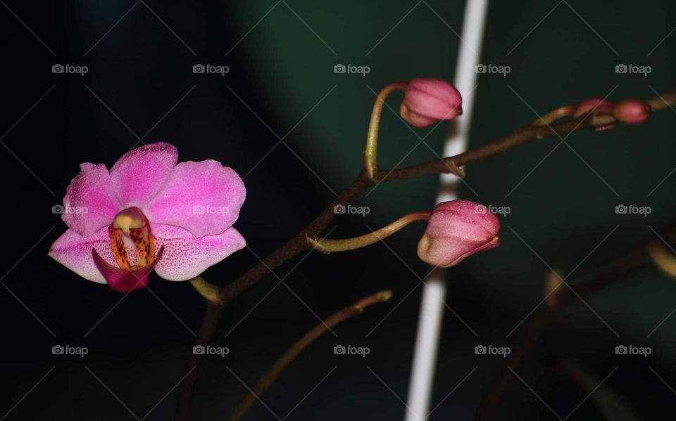 Bloosom one flower of orchid plant. Not ready completed bloossom for . The beauty shown into the eyes.